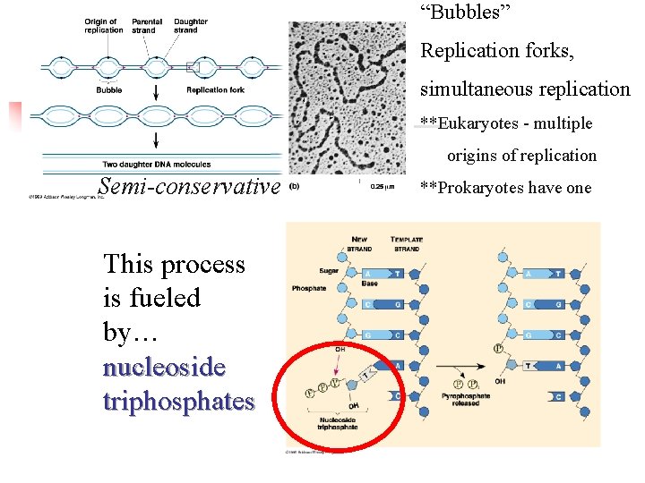 “Bubbles” Replication forks, simultaneous replication **Eukaryotes - multiple origins of replication Semi-conservative This process