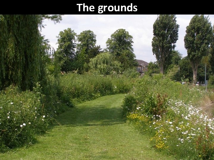 The grounds 