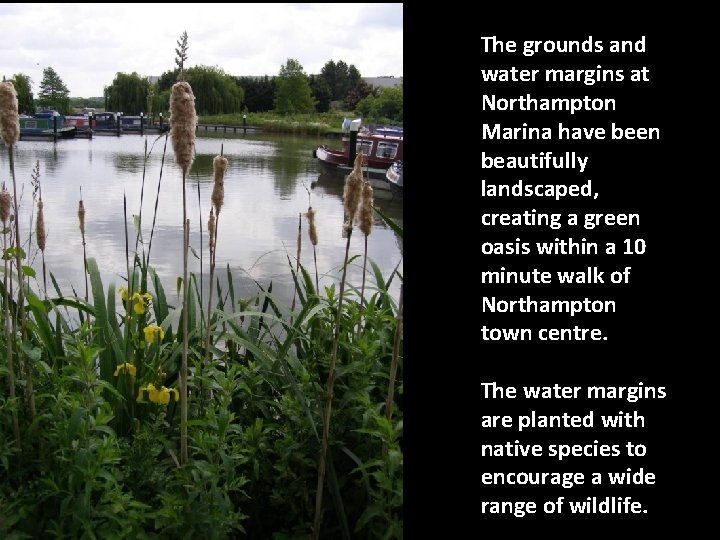 The grounds and water margins at Northampton Marina have been beautifully landscaped, creating a