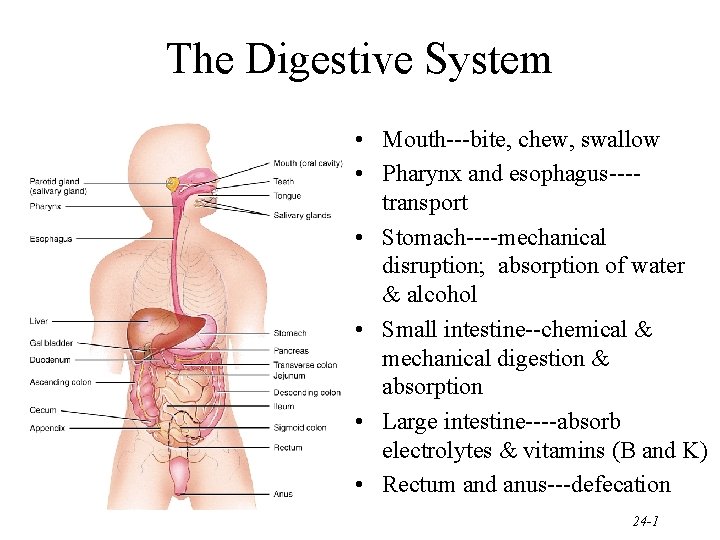 The Digestive System • Mouth---bite, chew, swallow • Pharynx and esophagus---transport • Stomach----mechanical disruption;