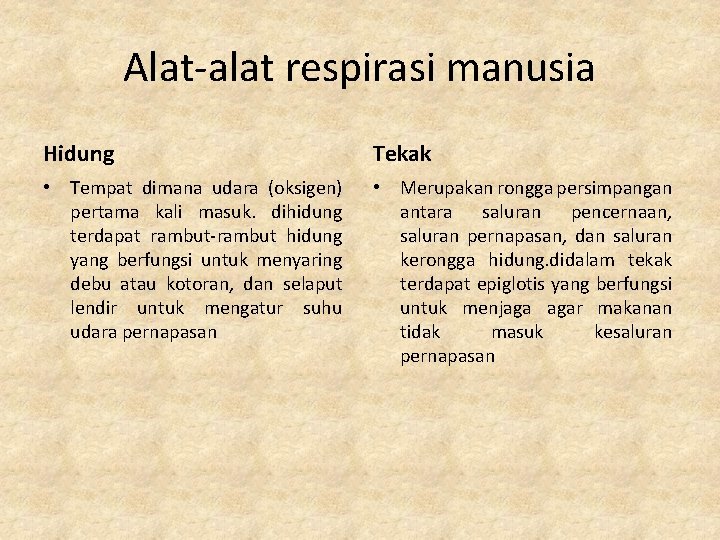 Alat-alat respirasi manusia Hidung Tekak • Tempat dimana udara (oksigen) pertama kali masuk. dihidung