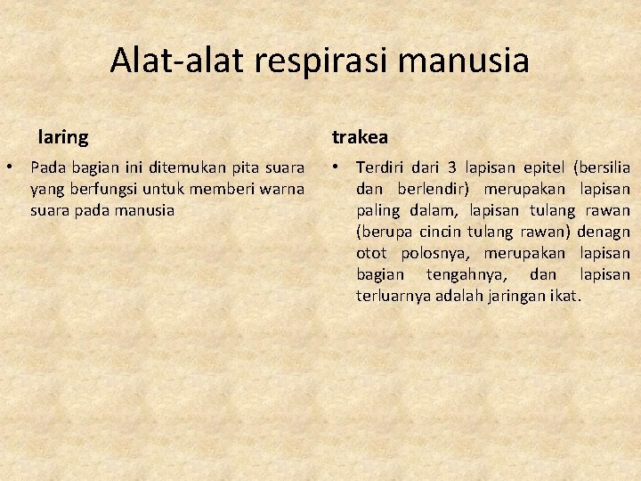 Alat-alat respirasi manusia laring • Pada bagian ini ditemukan pita suara yang berfungsi untuk