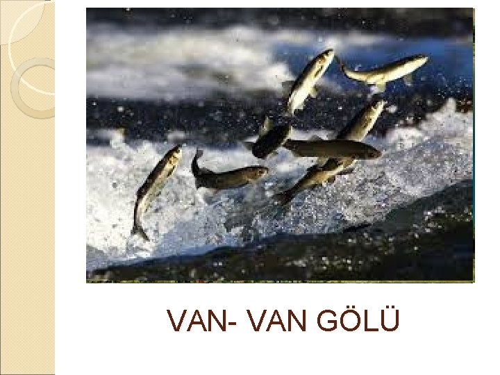  VAN- VAN GÖLÜ 