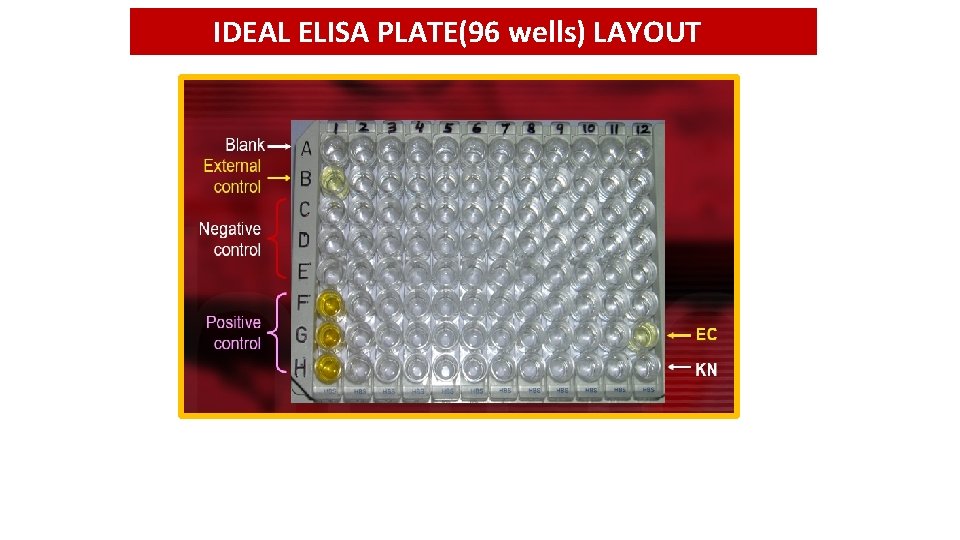 IDEAL ELISA PLATE(96 wells) LAYOUT 