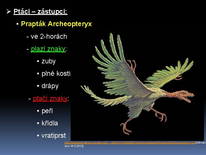 Ø Ptáci – zástupci: • Prapták Archeopteryx - ve 2 -horách - plazí znaky: