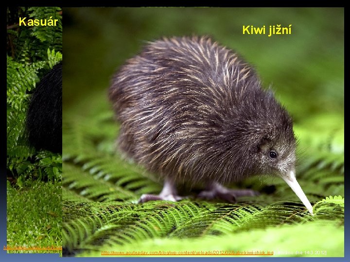 Nandu pampový Emu hnědý Kiwi jižní • Pravípřilbový ptáci Kasuár Ø pod T BĚŽCI