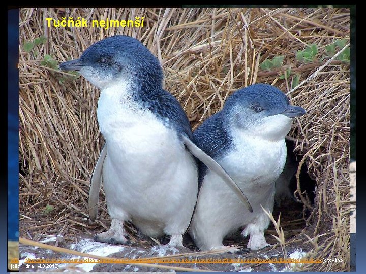 ØTučňák pod T LETCI: Tučňák císařský nejmenší Tučňák galapážský Tučňák patagonský - většina létá