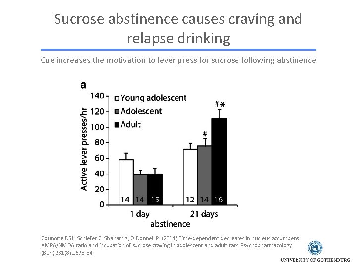 Sucrose abstinence causes craving and relapse drinking Cue increases the motivation to lever press
