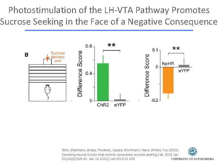 Photostimulation of the LH-VTA Pathway Promotes Sucrose Seeking in the Face of a Negative