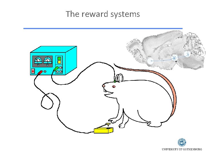 The reward systems 