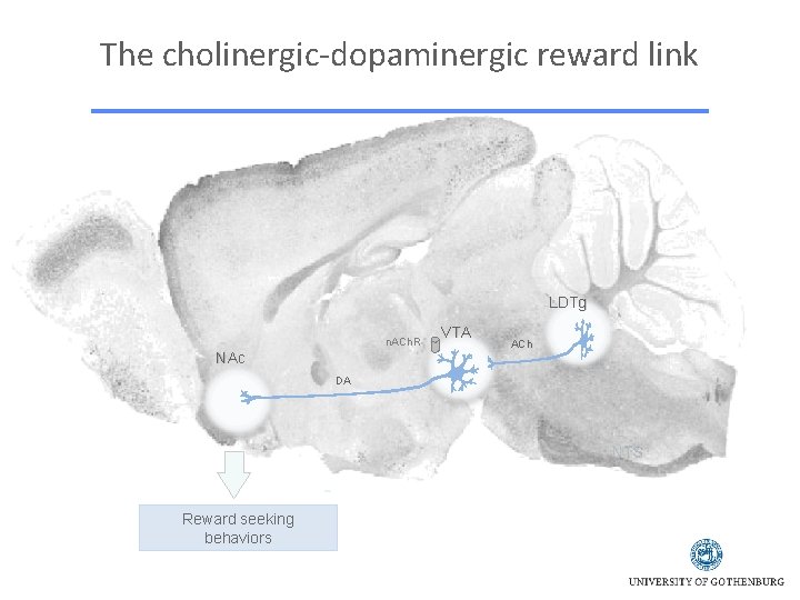 The cholinergic-dopaminergic reward link LDTg n. ACh. R NAc VTA ACh DA NTS Reward