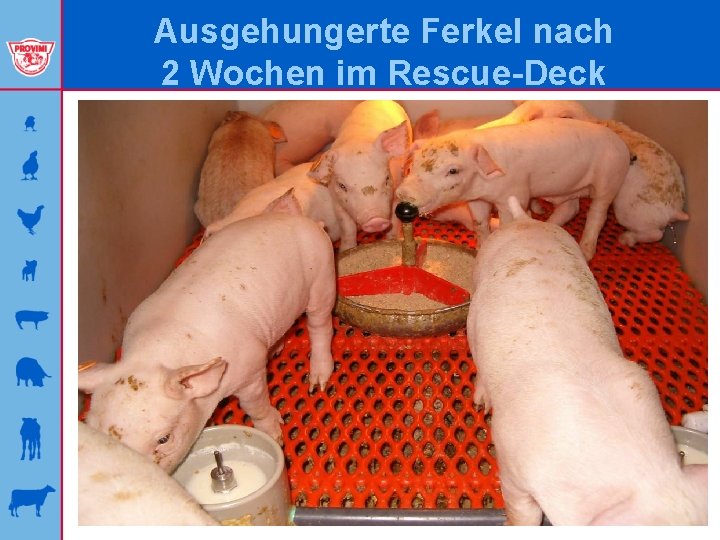 Ausgehungerte Ferkel nach 2 Wochen im Rescue-Deck 