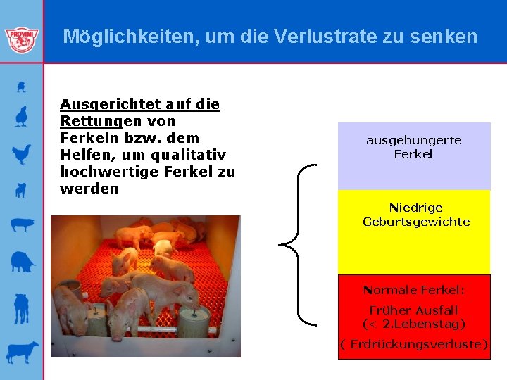 Möglichkeiten, um die Verlustrate zu senken Ausgerichtet auf die Rettungen von Ferkeln bzw. dem