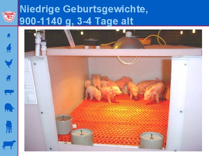 Niedrige Geburtsgewichte, 900 -1140 g, 3 -4 Tage alt 