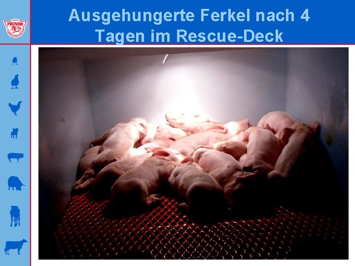 Ausgehungerte Ferkel nach 4 Tagen im Rescue-Deck 