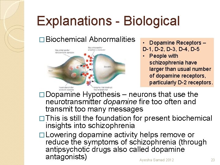 Explanations - Biological � Biochemical Abnormalities • Dopamine Receptors – D-1, D-2, D-3, D-4,