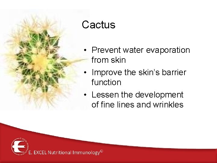 Cactus • Prevent water evaporation from skin • Improve the skin’s barrier function •