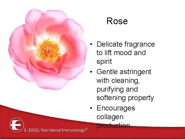 Rose • Delicate fragrance to lift mood and spirit • Gentle astringent with cleaning,