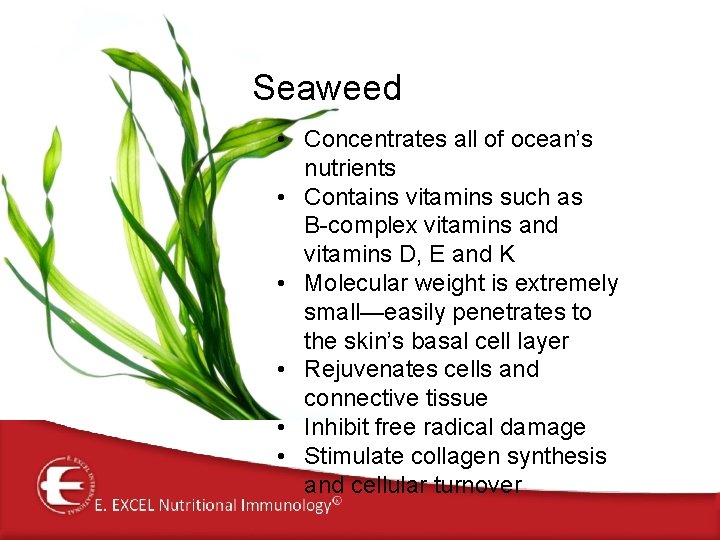 Seaweed • Concentrates all of ocean’s nutrients • Contains vitamins such as B-complex vitamins