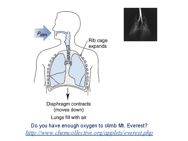 Do you have enough oxygen to climb Mt. Everest? http: //www. chemcollective. org/applets/everest. php