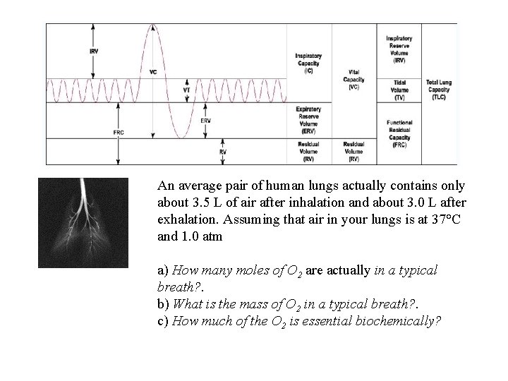 An average pair of human lungs actually contains only about 3. 5 L of