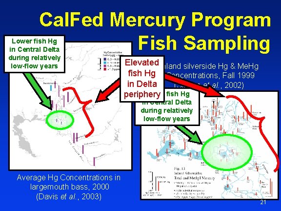 Cal. Fed Mercury Program Fish Sampling Lower fish Hg in Central Delta during relatively
