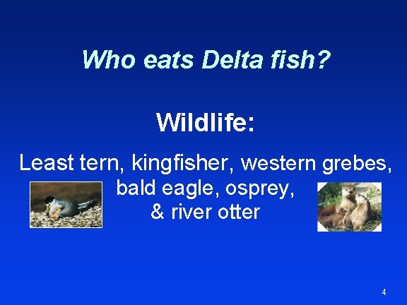 Who eats Delta fish? Wildlife: Least tern, kingfisher, western grebes, bald eagle, osprey, &