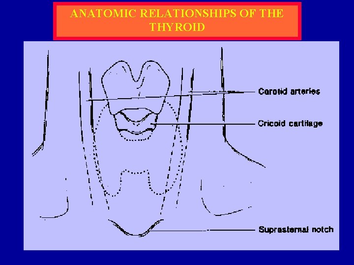 ANATOMIC RELATIONSHIPS OF THE THYROID 