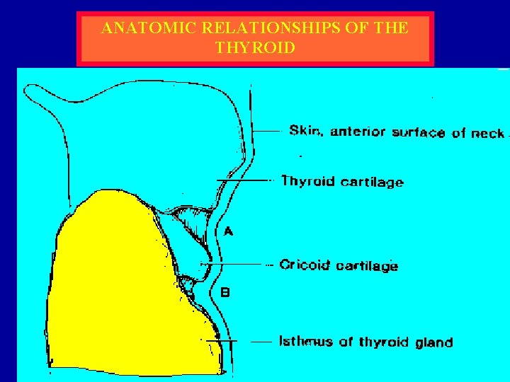 ANATOMIC RELATIONSHIPS OF THE THYROID 