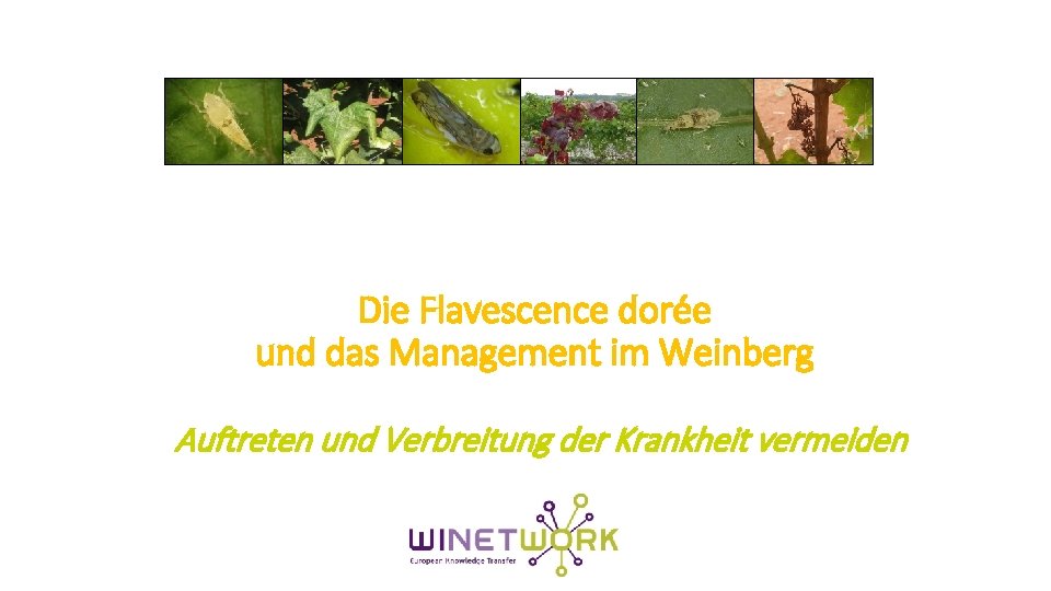 Die Flavescence dorée und das Management im Weinberg Auftreten und Verbreitung der Krankheit vermeiden