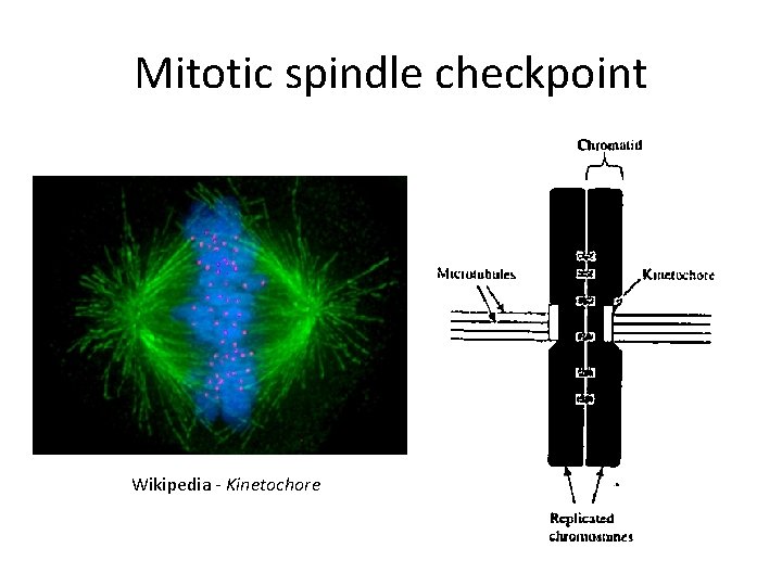 Mitotic spindle checkpoint Wikipedia - Kinetochore 