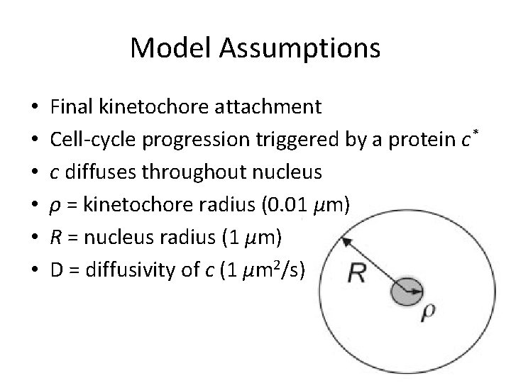 Model Assumptions • • • Final kinetochore attachment Cell-cycle progression triggered by a protein