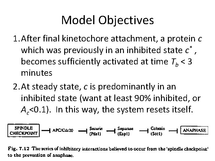 Model Objectives 1. After final kinetochore attachment, a protein c which was previously in