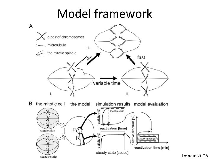 Model framework Doncic 2005 