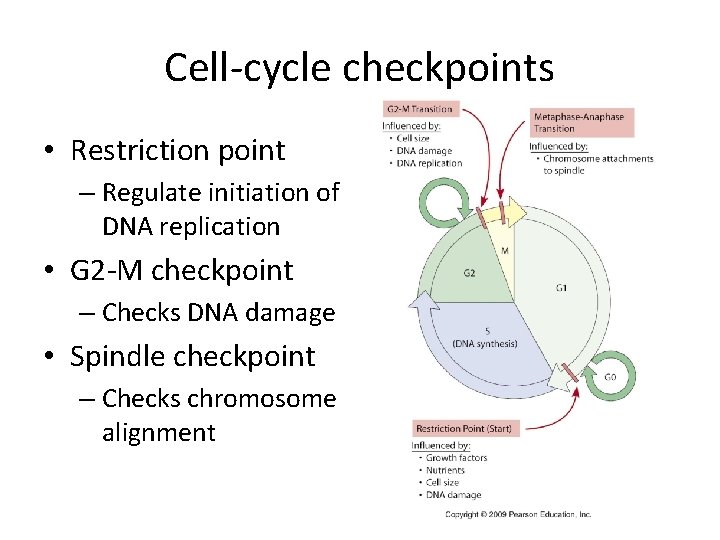 Cell-cycle checkpoints • Restriction point – Regulate initiation of DNA replication • G 2