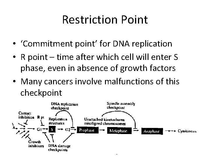Restriction Point • ‘Commitment point’ for DNA replication • R point – time after