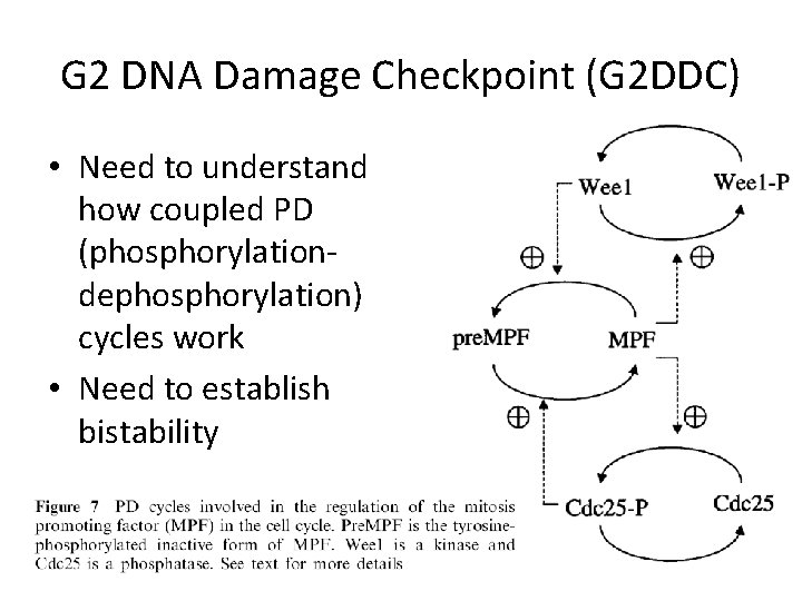 G 2 DNA Damage Checkpoint (G 2 DDC) • Need to understand how coupled