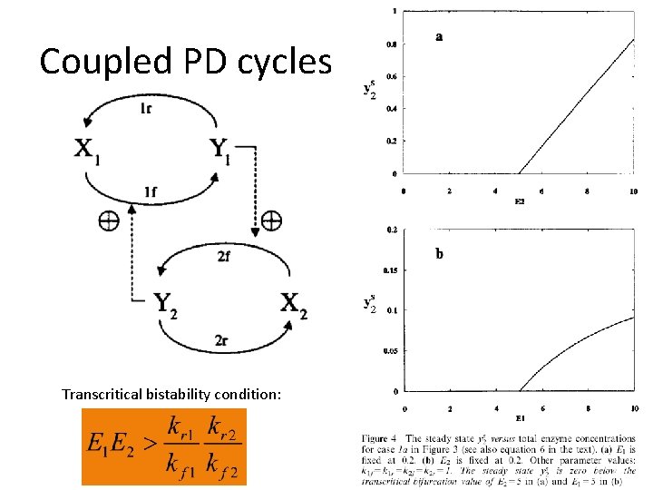 Coupled PD cycles Transcritical bistability condition: 