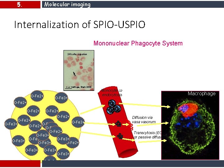 Molecular imaging 5. Internalization of SPIO-USPIO Captured by the cells of the Mononuclear Phagocyte