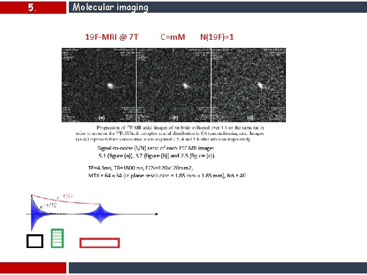 5. Molecular imaging 19 F-MRI @ 7 T C=m. M N(19 F)=1 