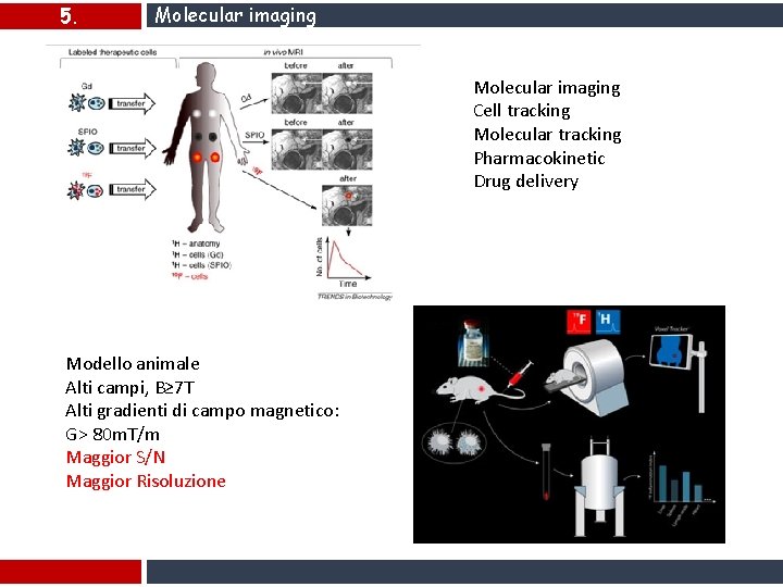 5. Molecular imaging Cell tracking Molecular tracking Pharmacokinetic Drug delivery Modello animale Alti campi,