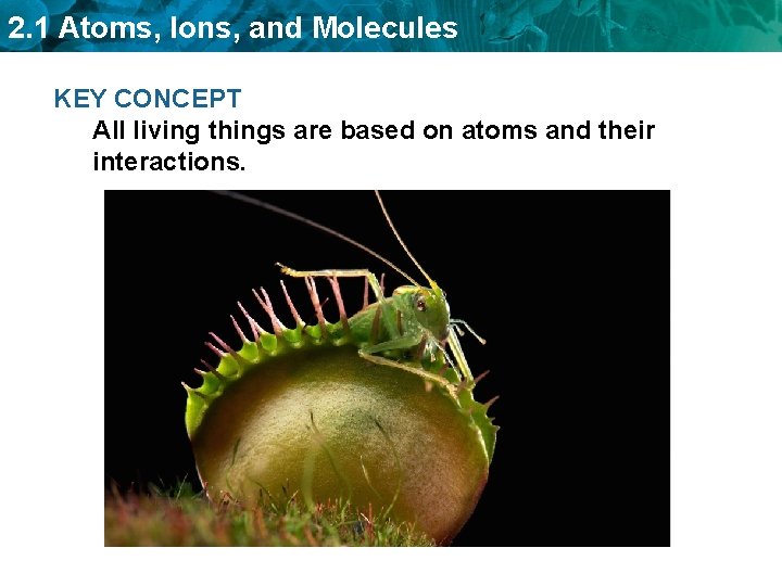 2. 1 Atoms, Ions, and Molecules KEY CONCEPT All living things are based on