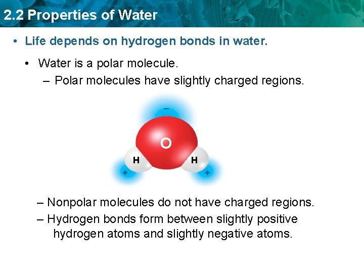 2. 2 Properties of Water • Life depends on hydrogen bonds in water. •