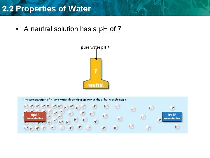 2. 2 Properties of Water • A neutral solution has a p. H of