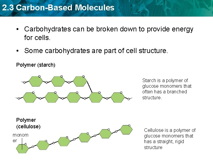 2. 3 Carbon-Based Molecules • Carbohydrates can be broken down to provide energy for