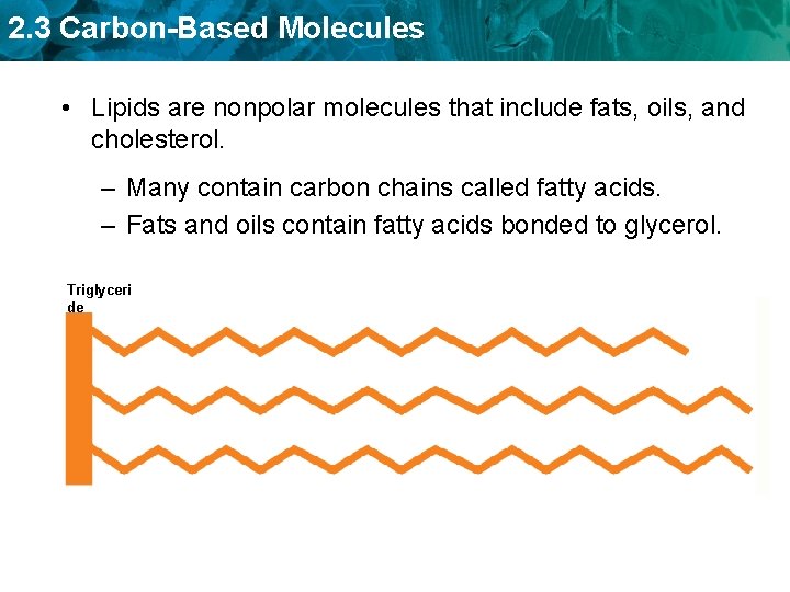 2. 3 Carbon-Based Molecules • Lipids are nonpolar molecules that include fats, oils, and