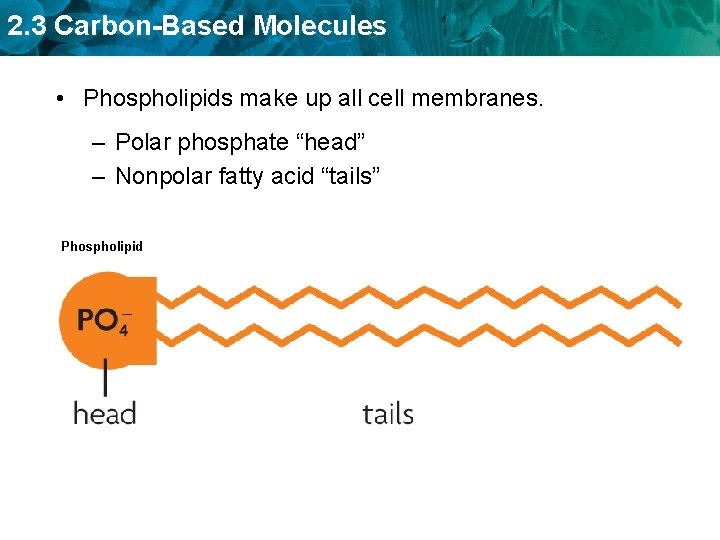 2. 3 Carbon-Based Molecules • Phospholipids make up all cell membranes. – Polar phosphate