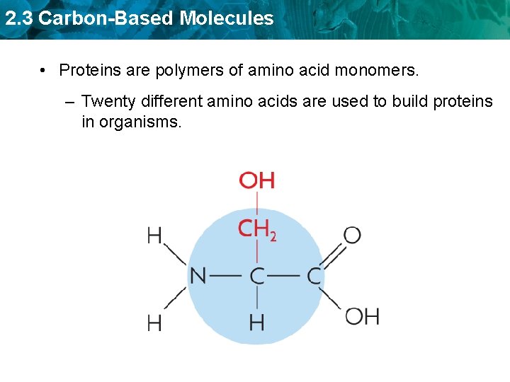 2. 3 Carbon-Based Molecules • Proteins are polymers of amino acid monomers. – Twenty