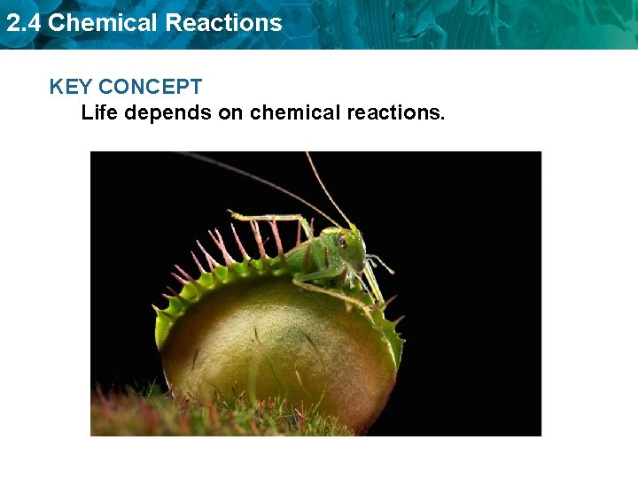 2. 4 Chemical Reactions KEY CONCEPT Life depends on chemical reactions. 