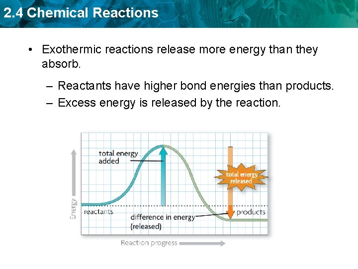 2. 4 Chemical Reactions • Exothermic reactions release more energy than they absorb. –